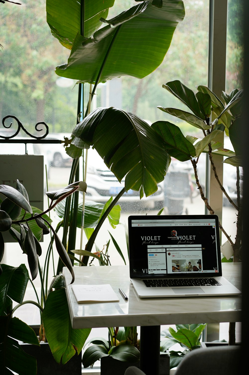 green-leafed plant near laptop and desk