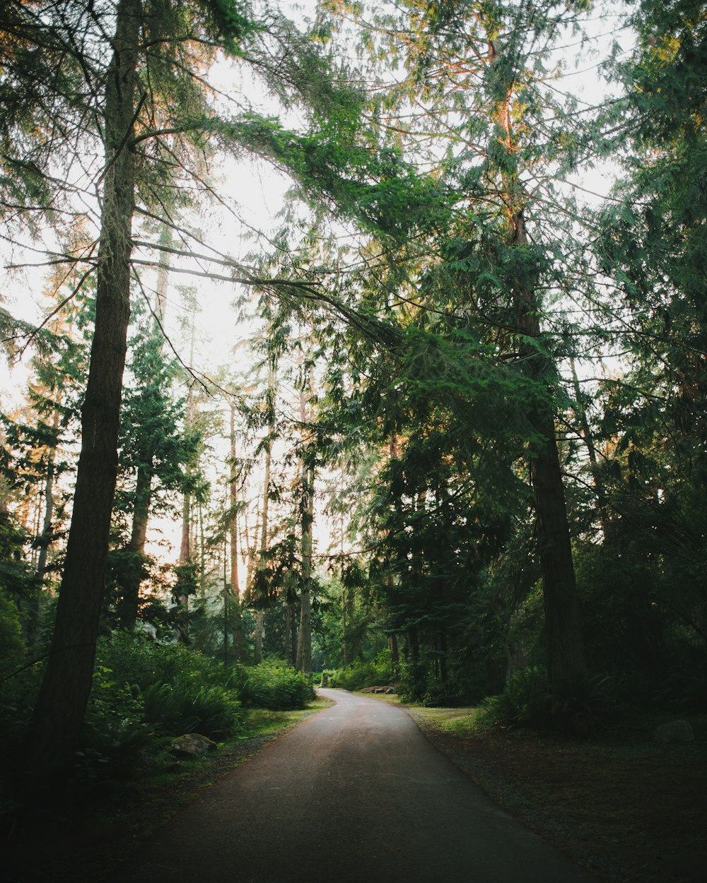 pathway near trees during daytime