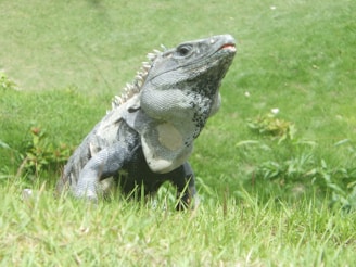 gray lizard