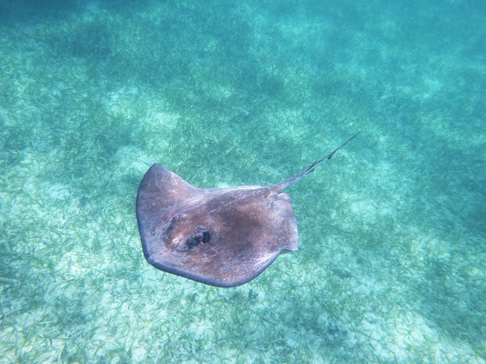 brown stingray in body of water