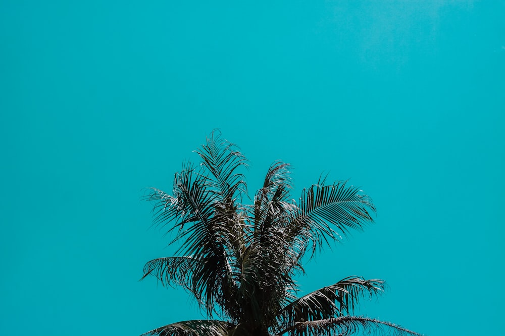 coconut tree