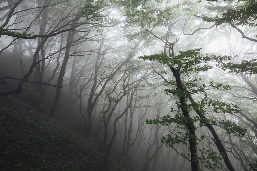 green trees during foggy weather