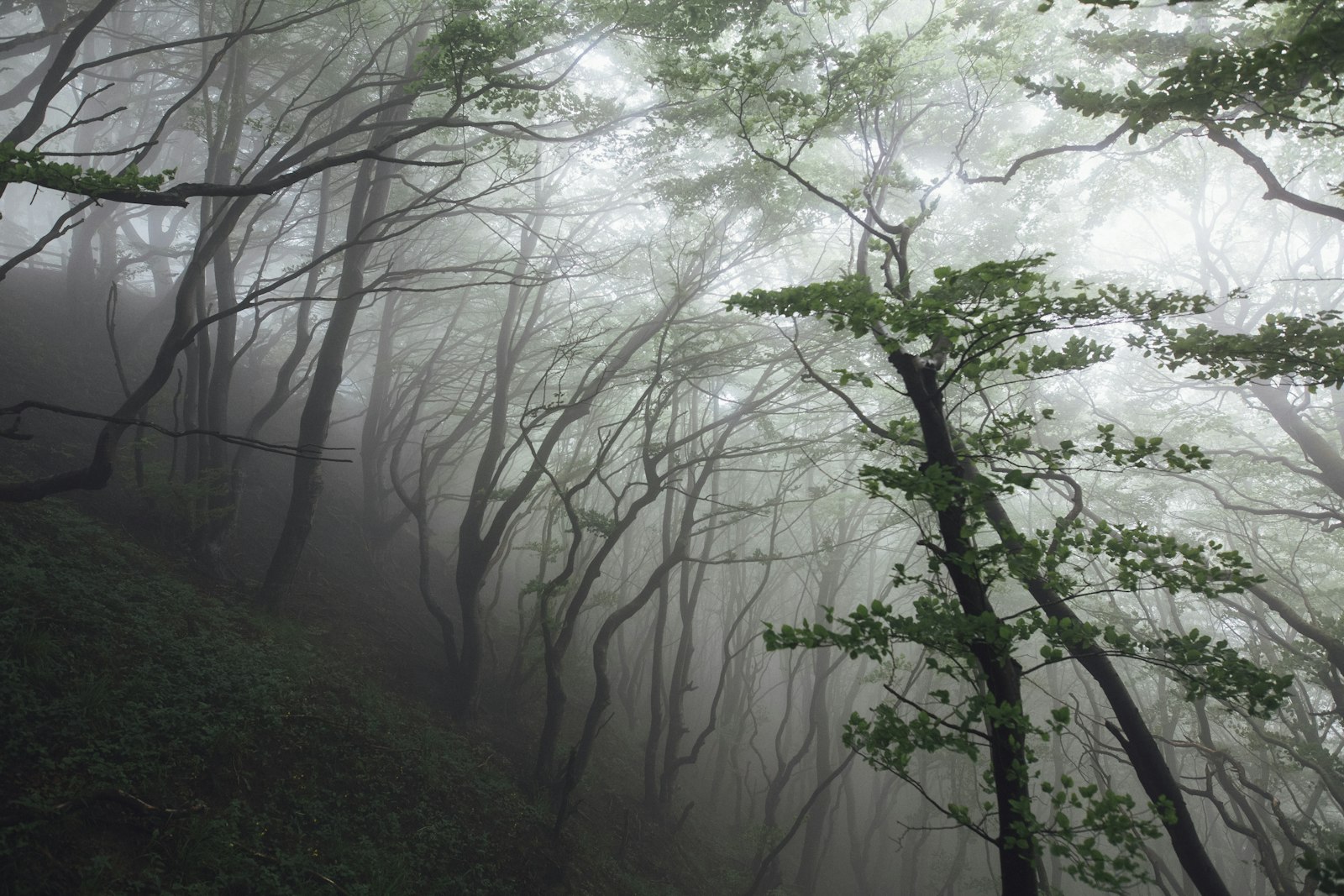 Canon EOS 5D Mark III + Sigma 20mm F1.4 DG HSM Art sample photo. Green trees during foggy photography