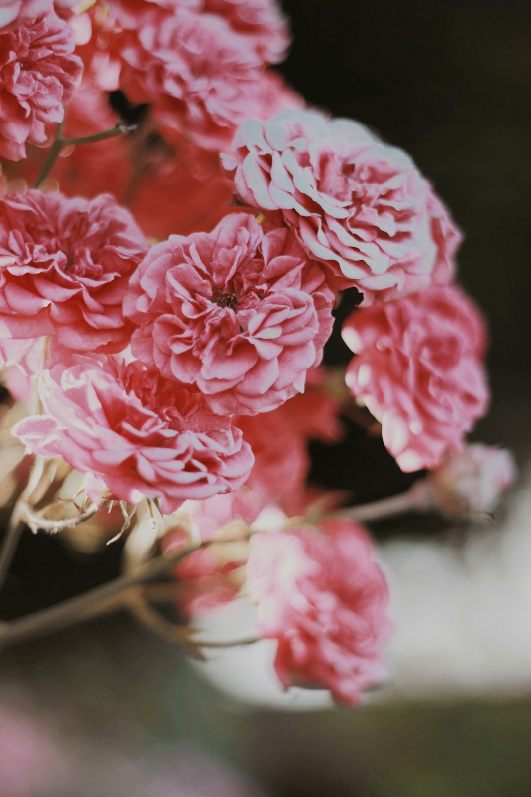 pink petaled flower