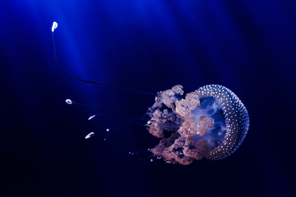 blue and brown jellyfish