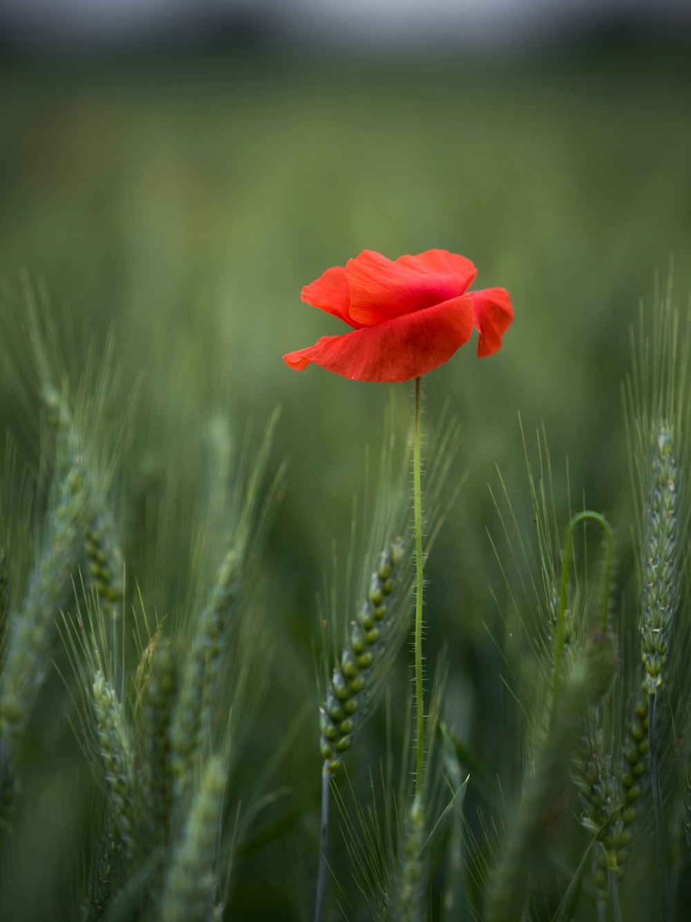 selective focus photography of red flower