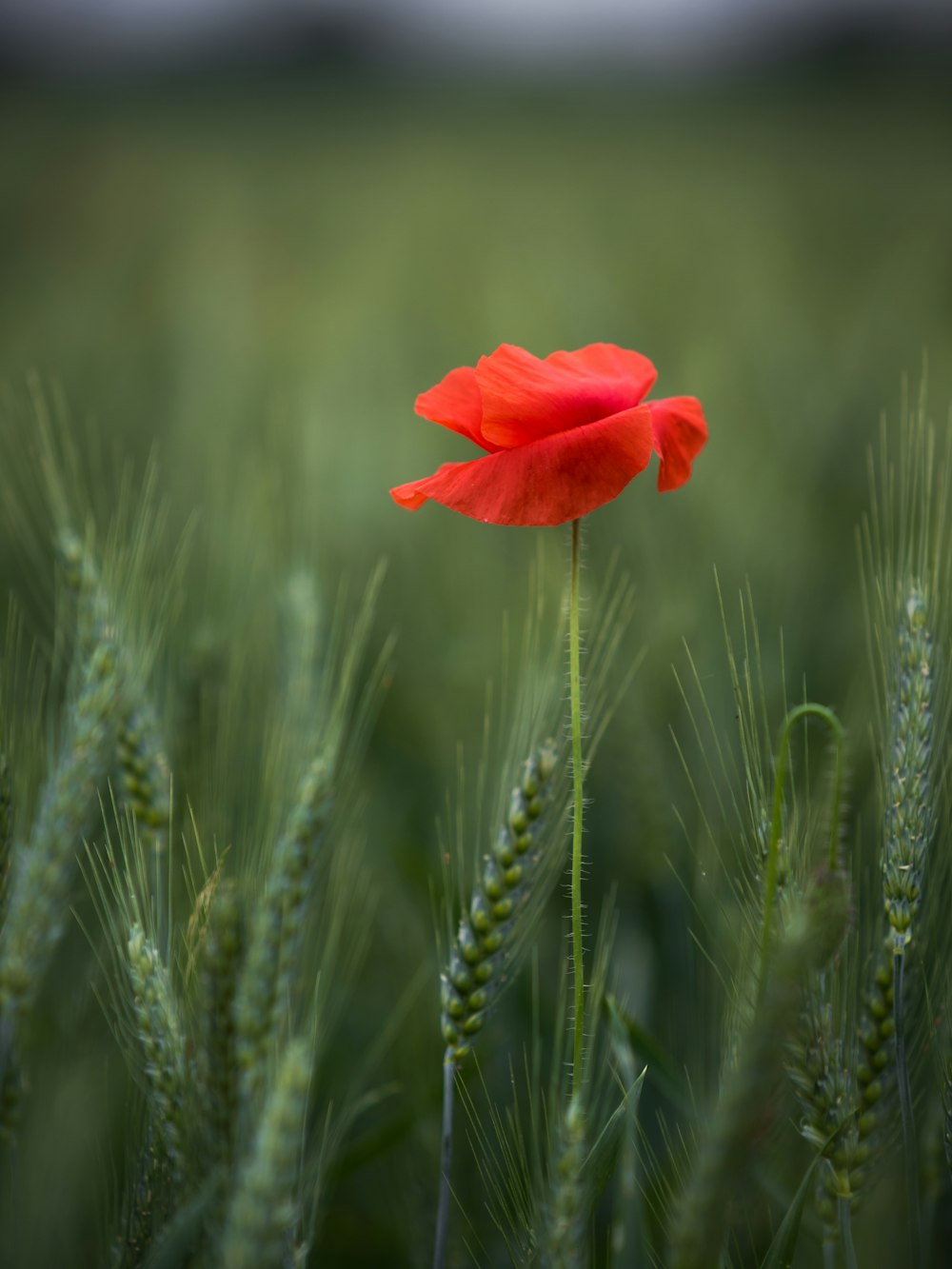 fotografia de foco seletivo de flor vermelha