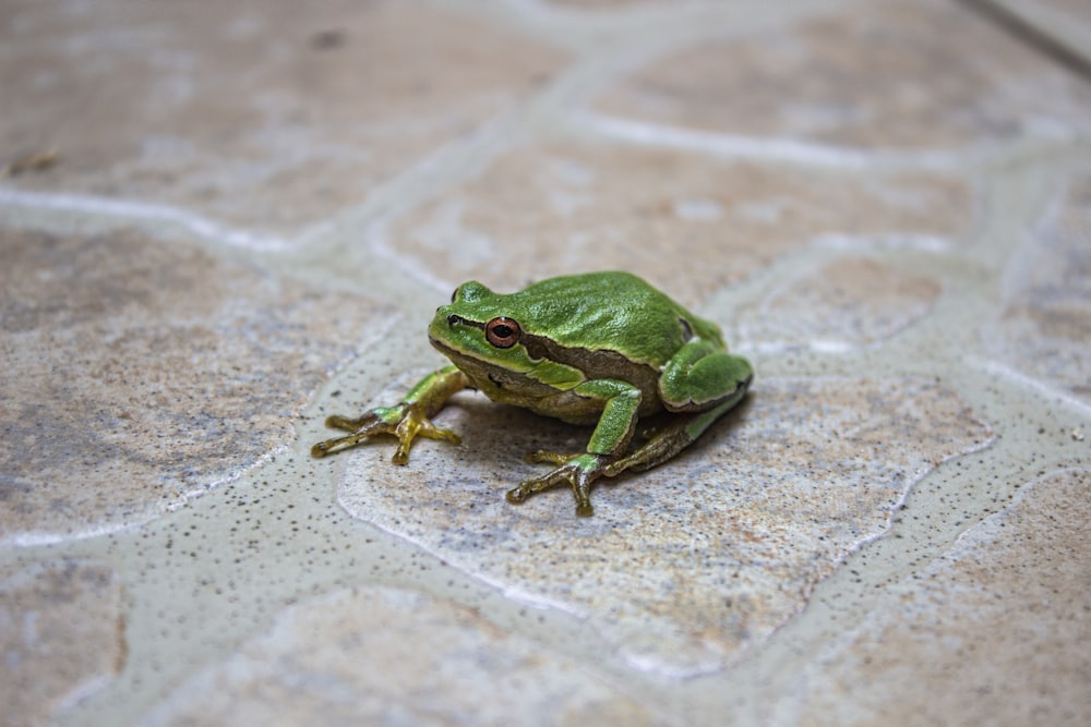 green frog