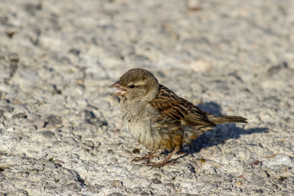 brown bird on rock