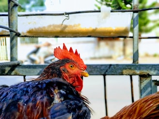 A rooster with vibrant red comb and wattles is standing near a metal fence. Its feathers display a mix of dark, iridescent blues and blacks. In the background, there is a blurred view of another animal and the suggestion of an outdoor setting.