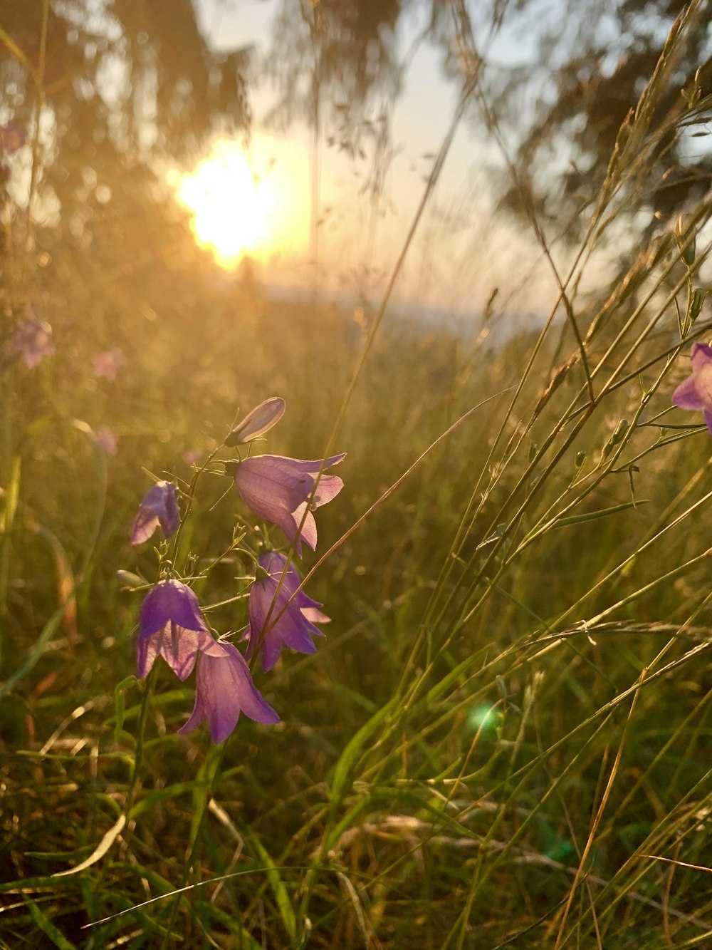 selective focus photography of purple bell flowers in bloom during daytime