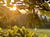 A peaceful nature scene with soft morning light filtering through green leaves.