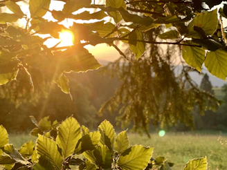 A serene green landscape with soft sunlight filtering through leaves