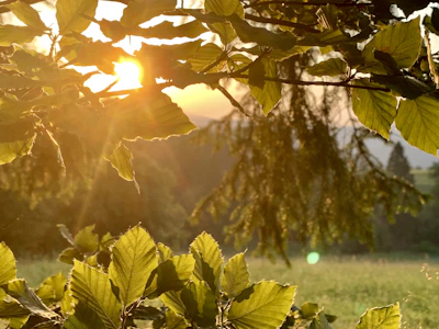 A peaceful nature scene with morning light filtering through emerald green leaves