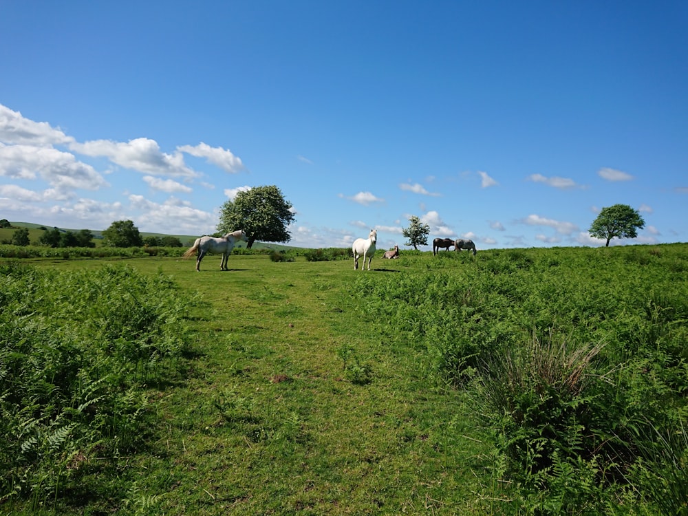 white horses on grass field