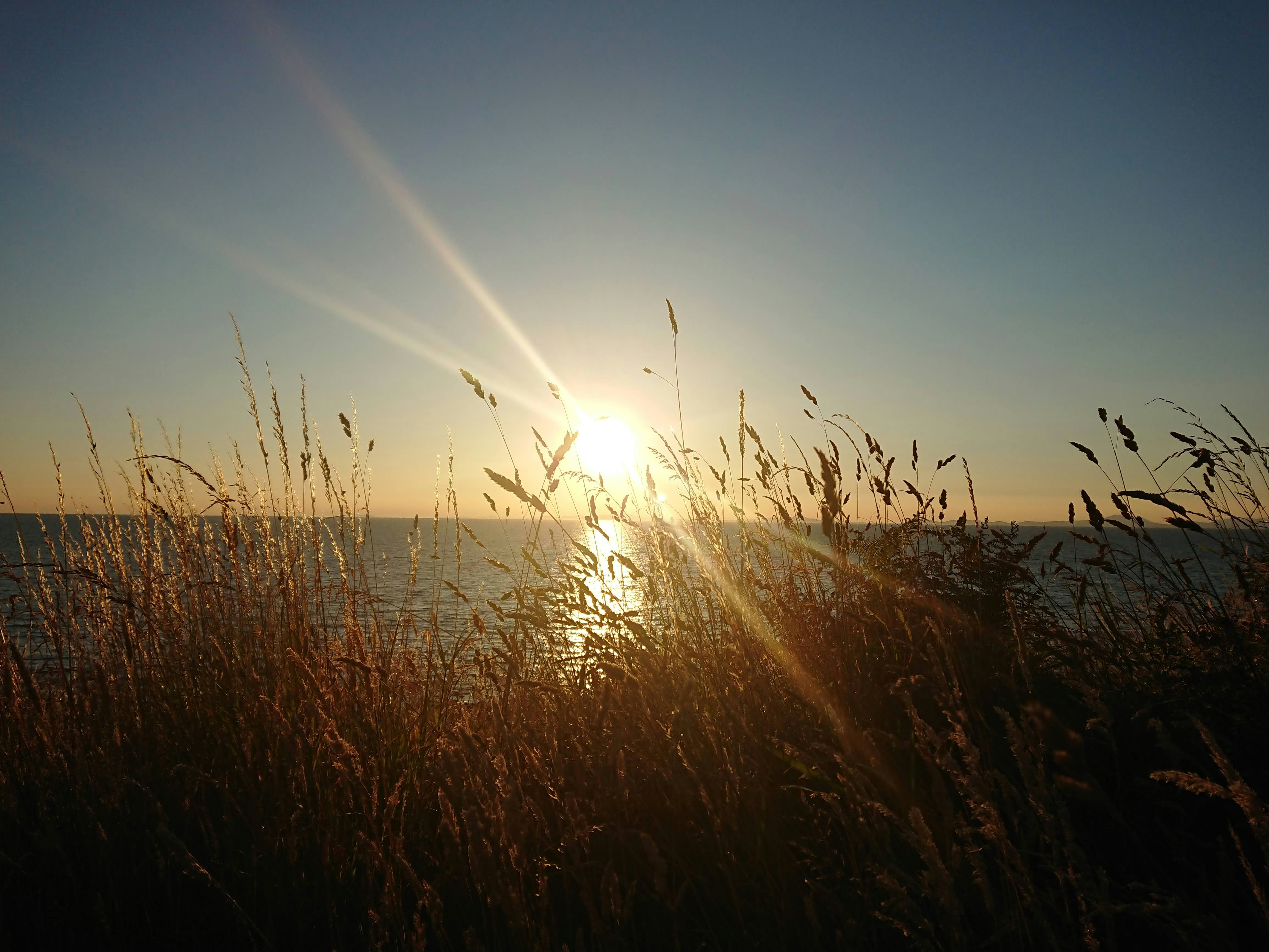 brown wheat field near seashore