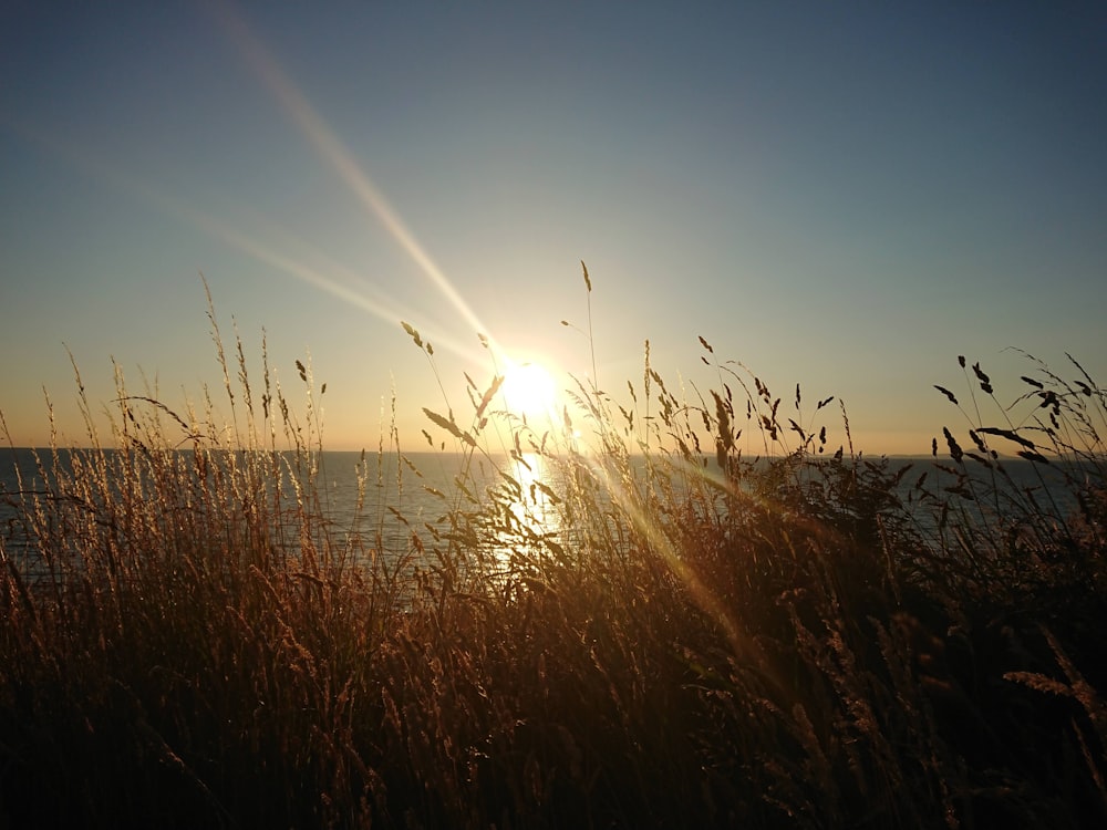 brown wheat field near seashore