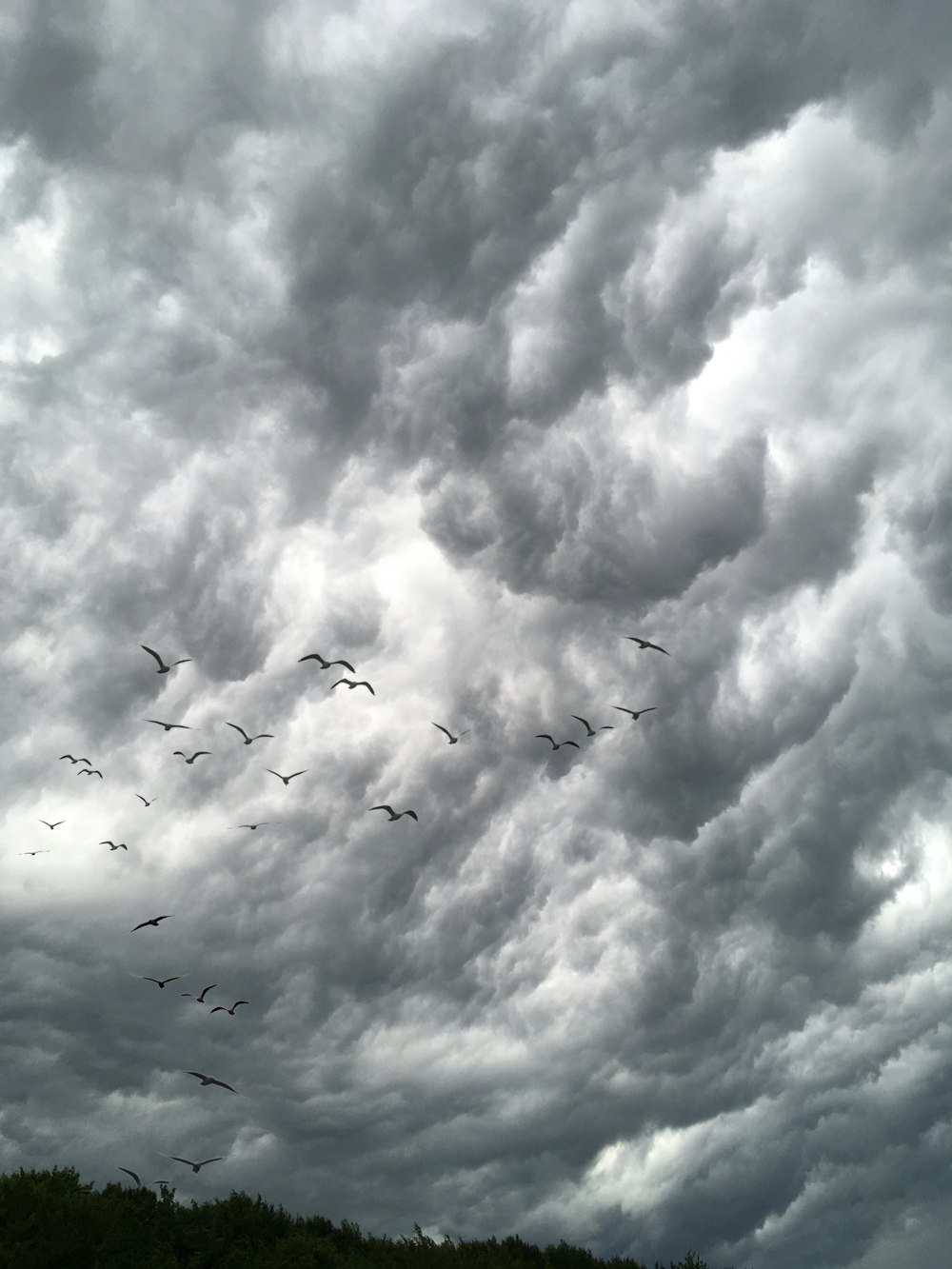 silhouette of flying birds