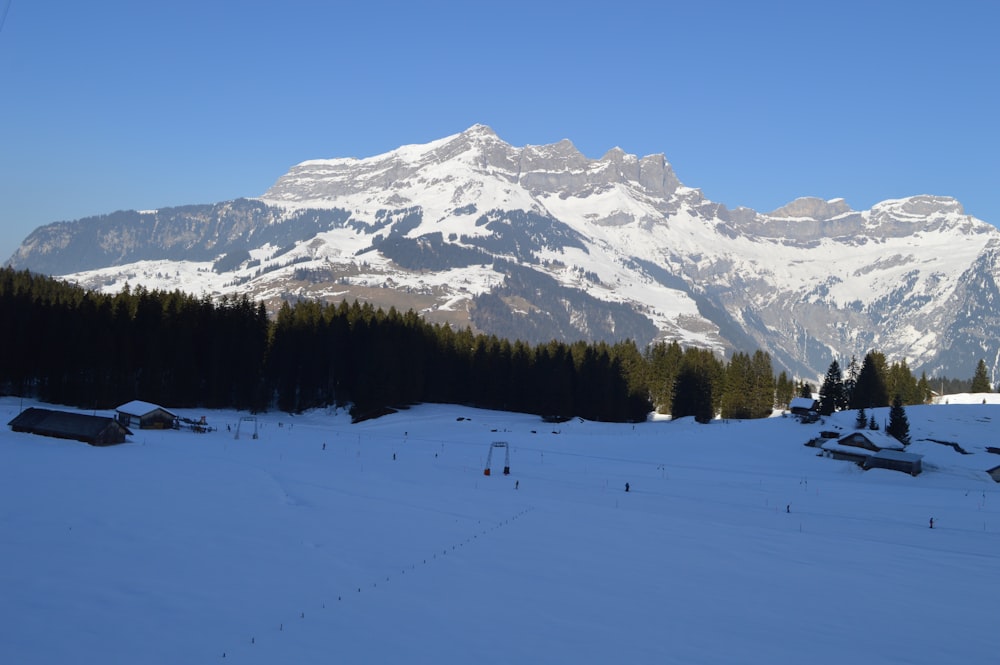 landscape photography of snow mountain surrounded with pine trees