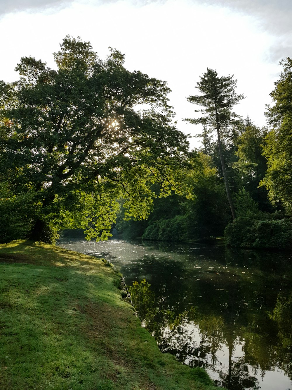 白い空の下、背の高い緑の木々に囲まれた池