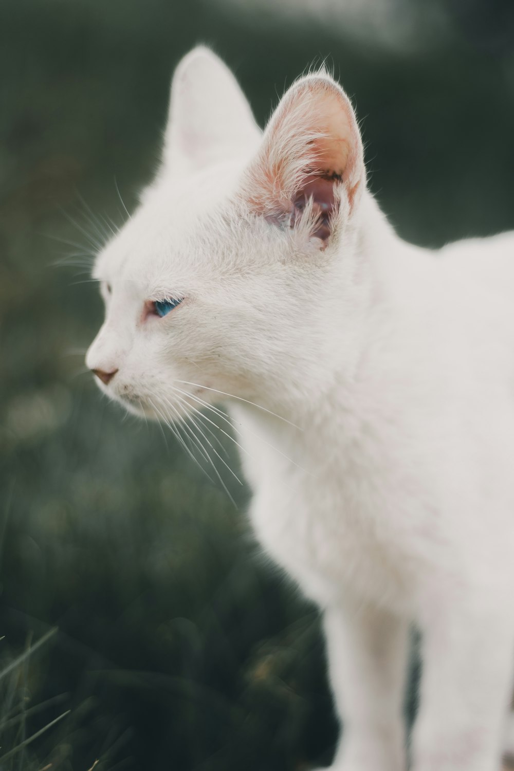 gato branco com olhos azuis
