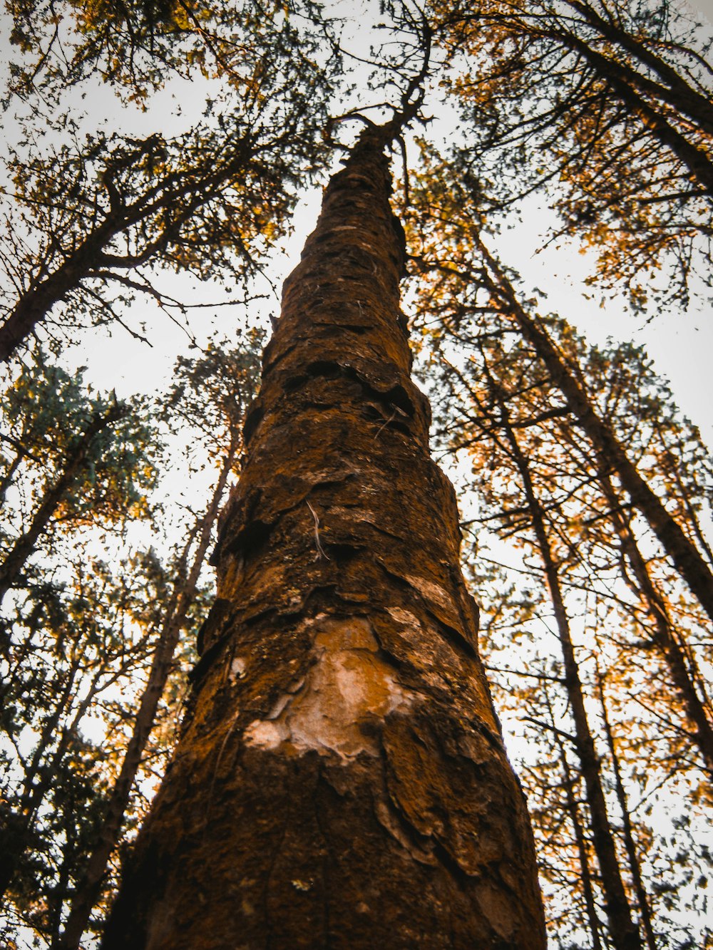 brown trees