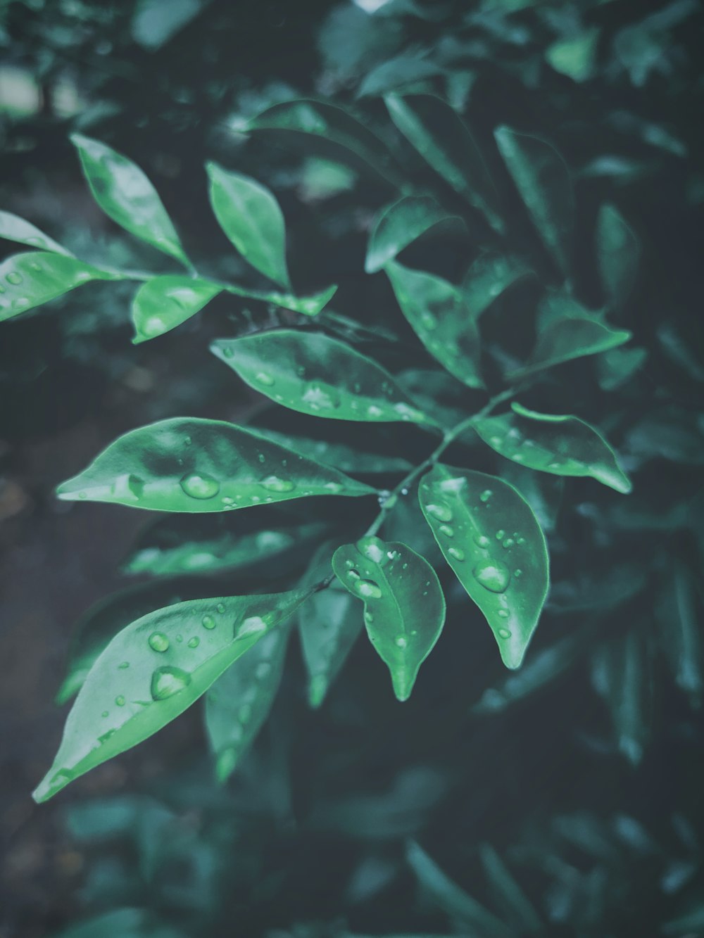 dew drops on green tree leaves