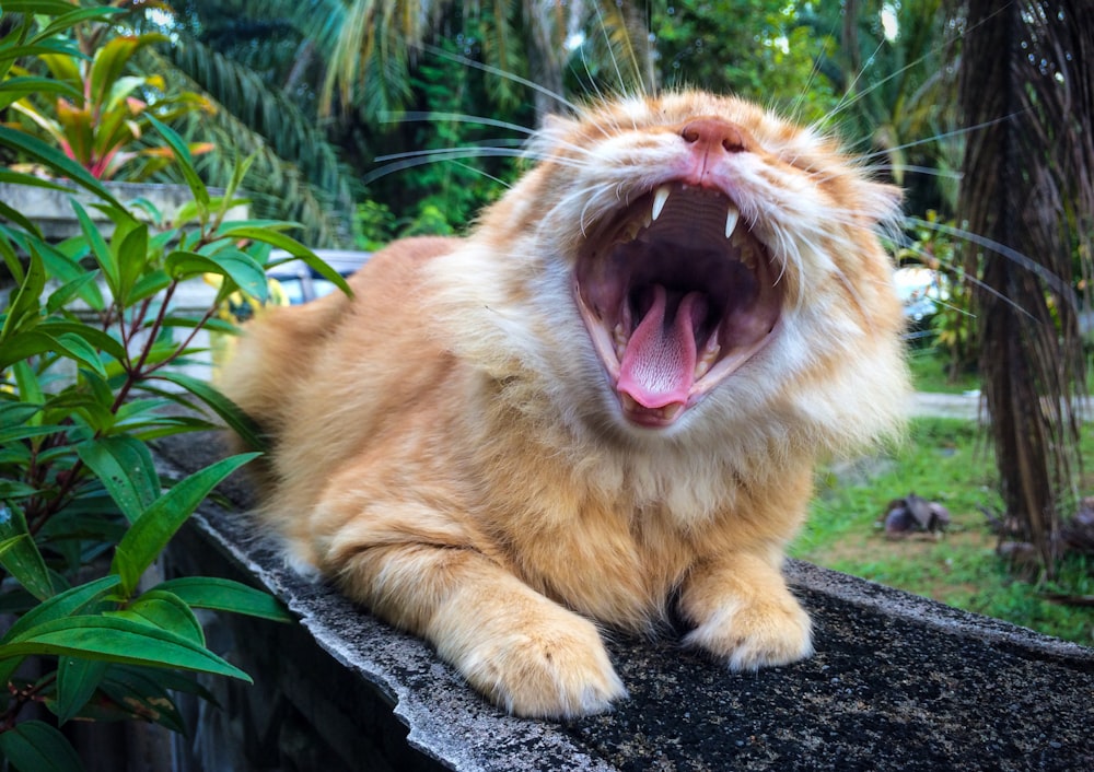 orange tabby showing wide mouth open