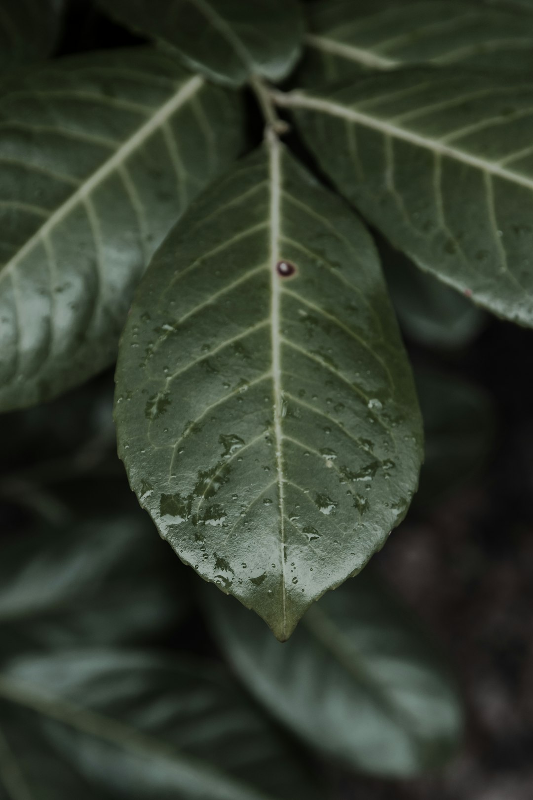 ovate green leaves