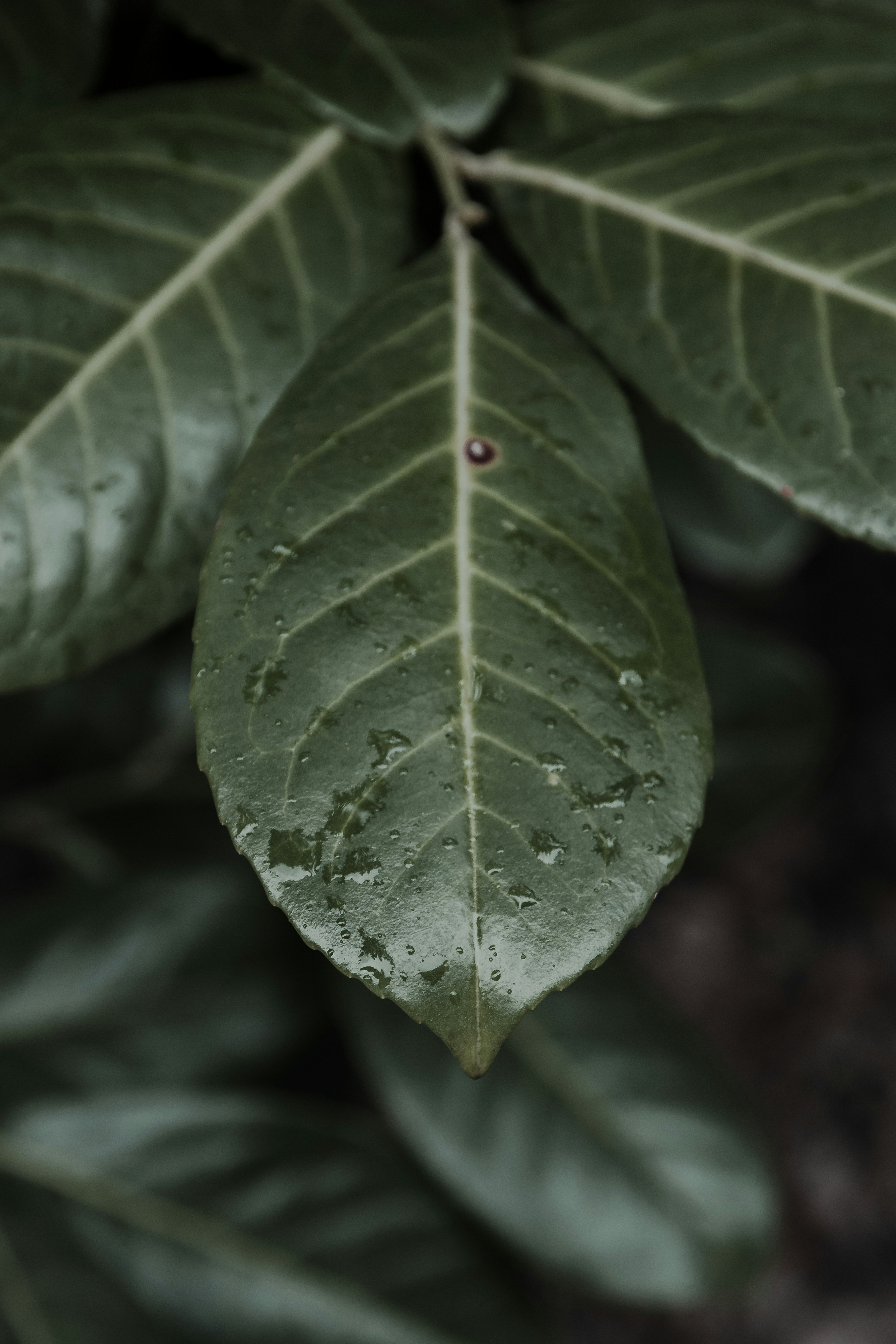 ovate green leaves