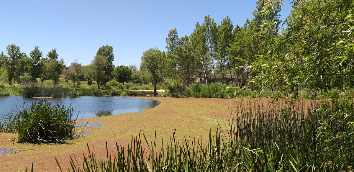 Vegetated streambank with reeds, grass, and willows at the water's edge — the living-bank design rock-bag toe lines support