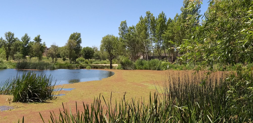 green trees and grass near body of water