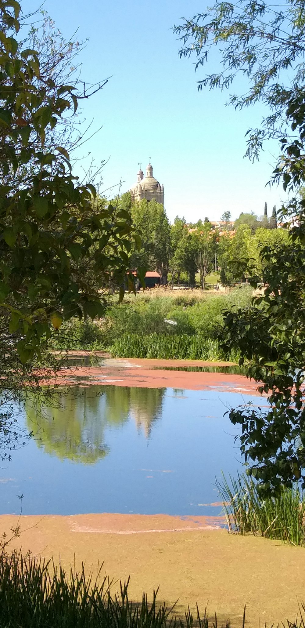 Laguna rodeada de árboles