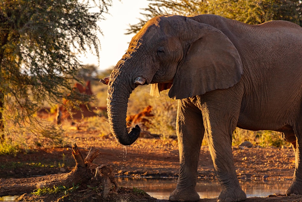Elefante marrone vicino agli alberi