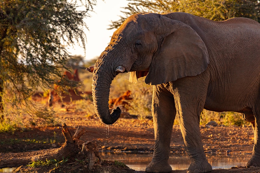 brown elephant near trees