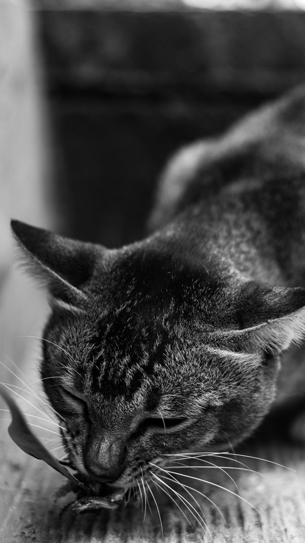 grayscale photography of cat