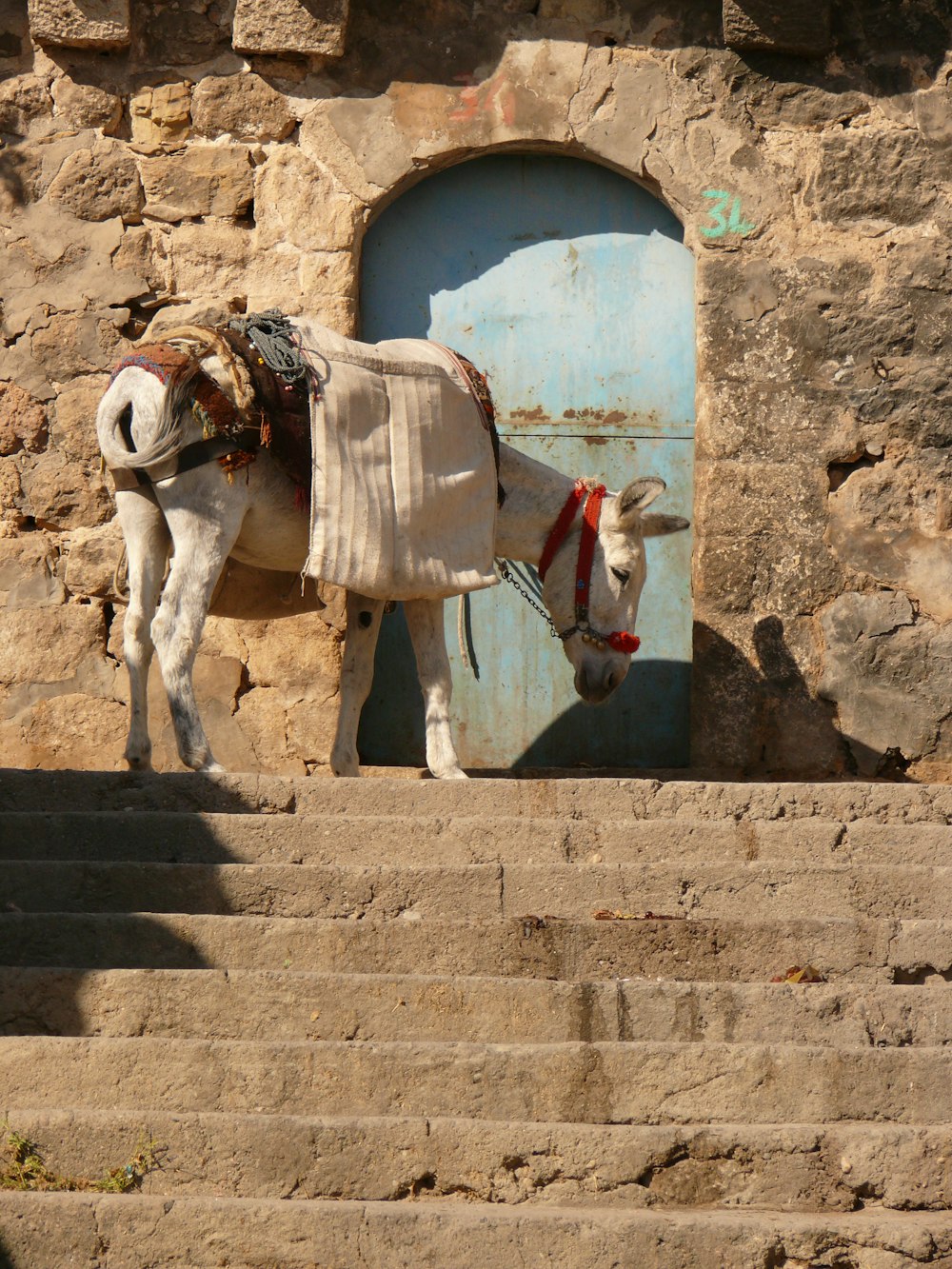 white donkey in front close door