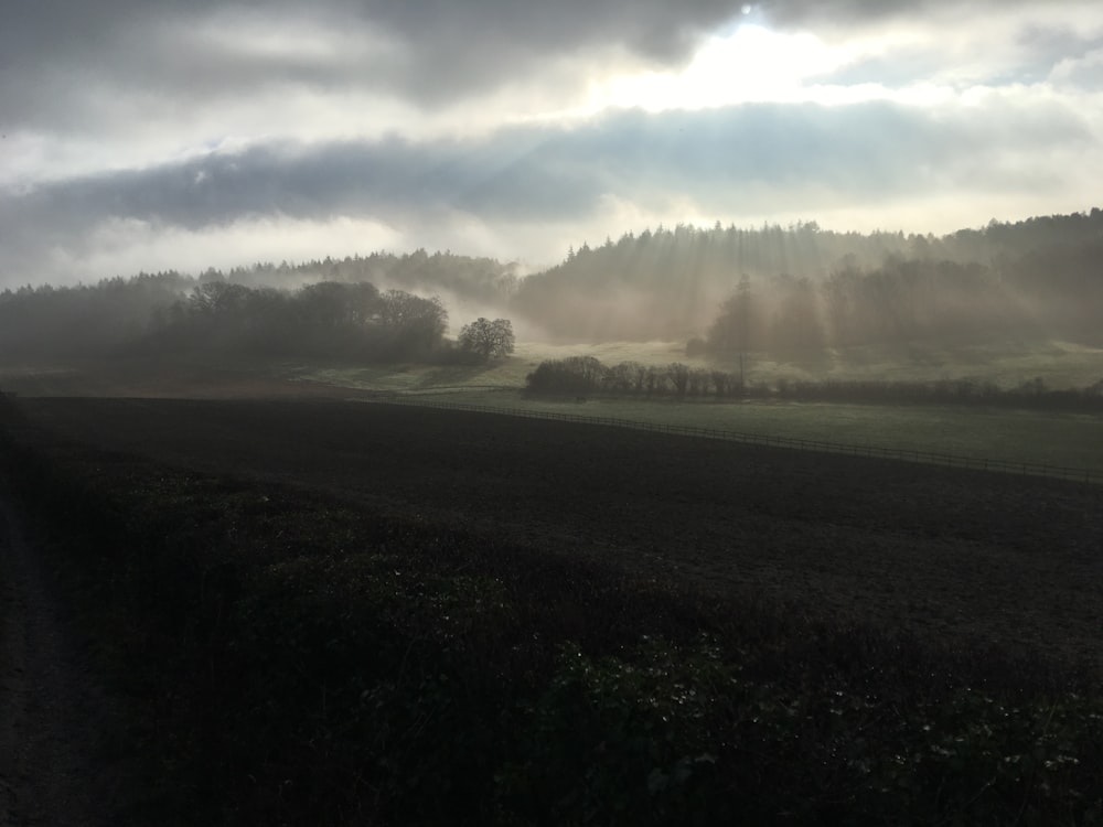 foggy forest