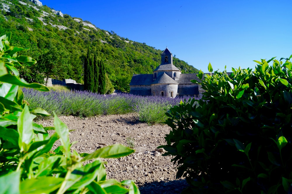 castillo gris entre flores de pétalos violetas