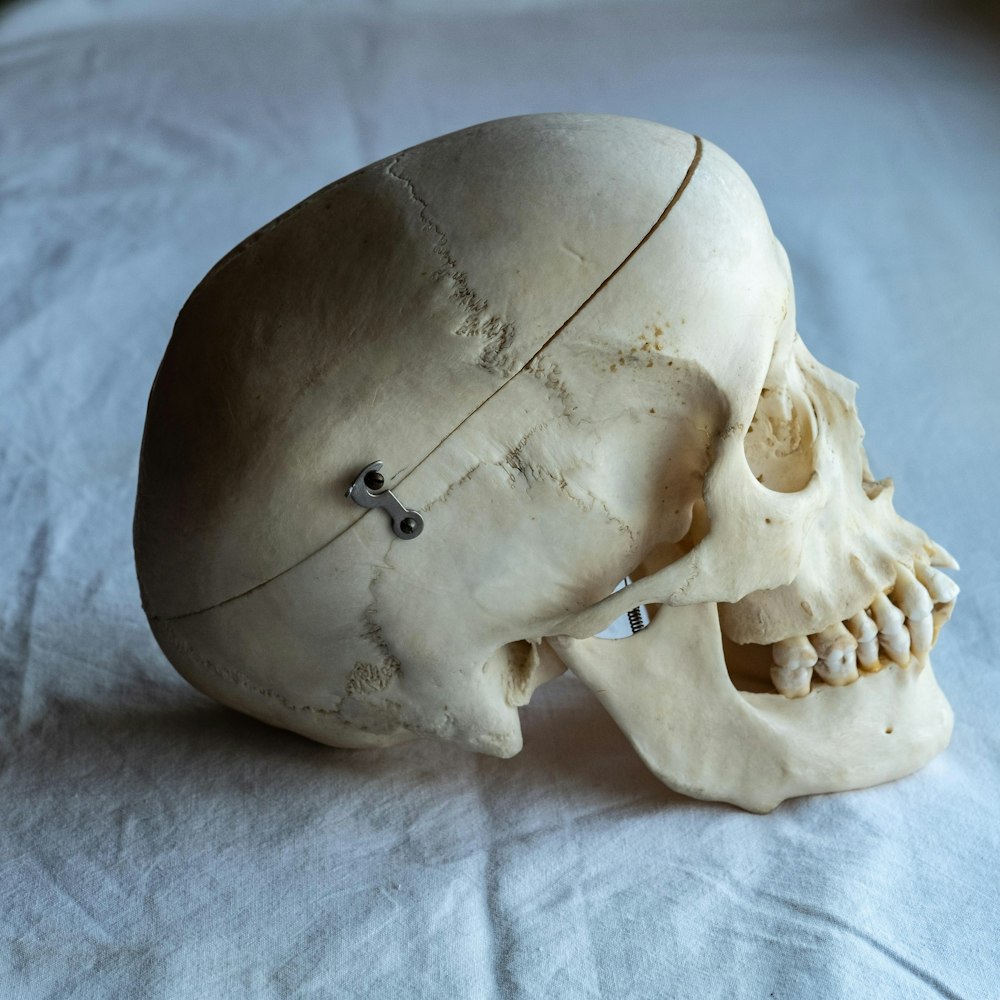 Human skull bones - Stock Image - C019/8342 - Science Photo Library