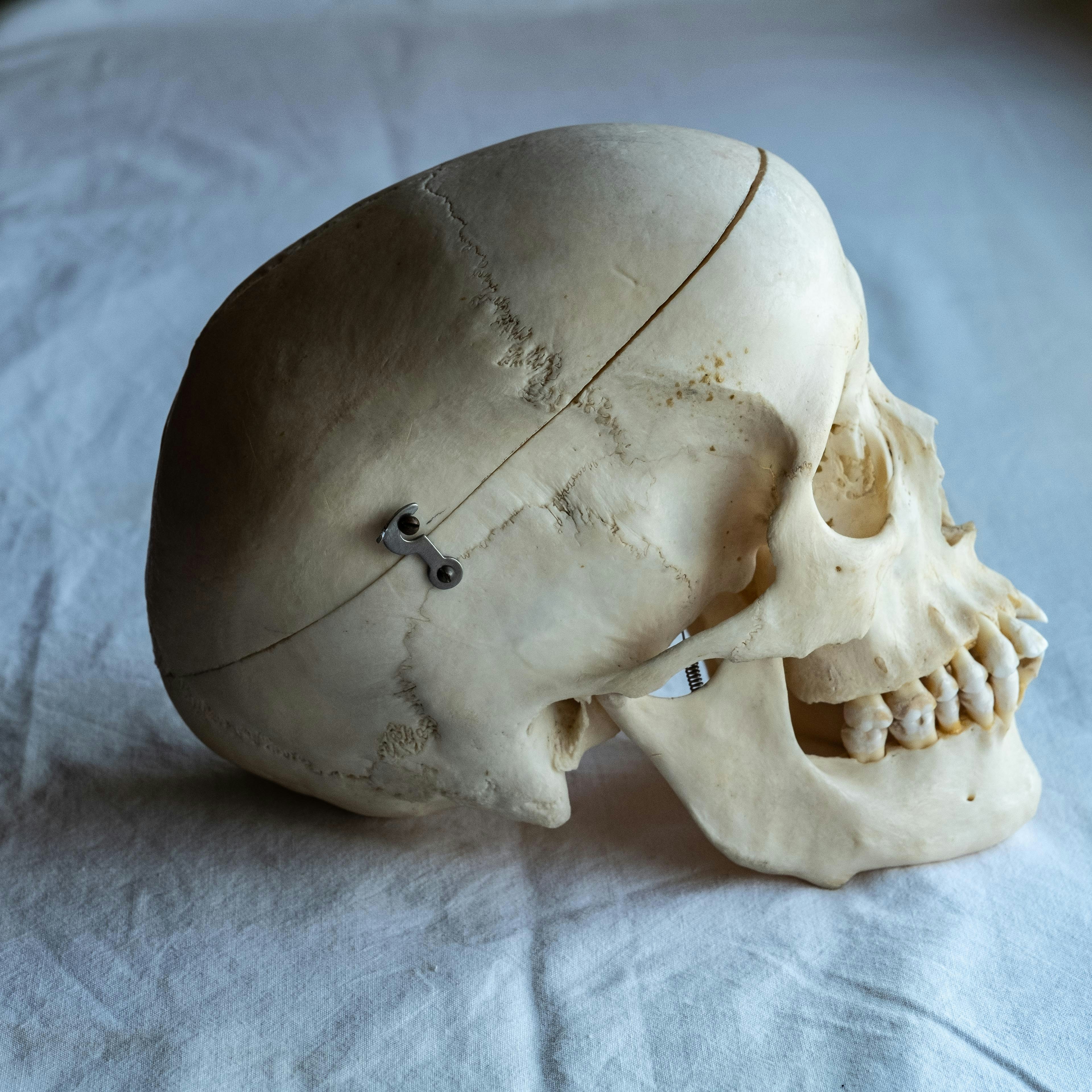 Skull-themed clothing and gear