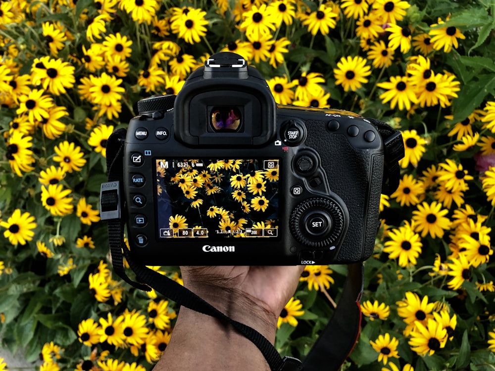 person holding Canon camera taking photos of yellow petaled flower