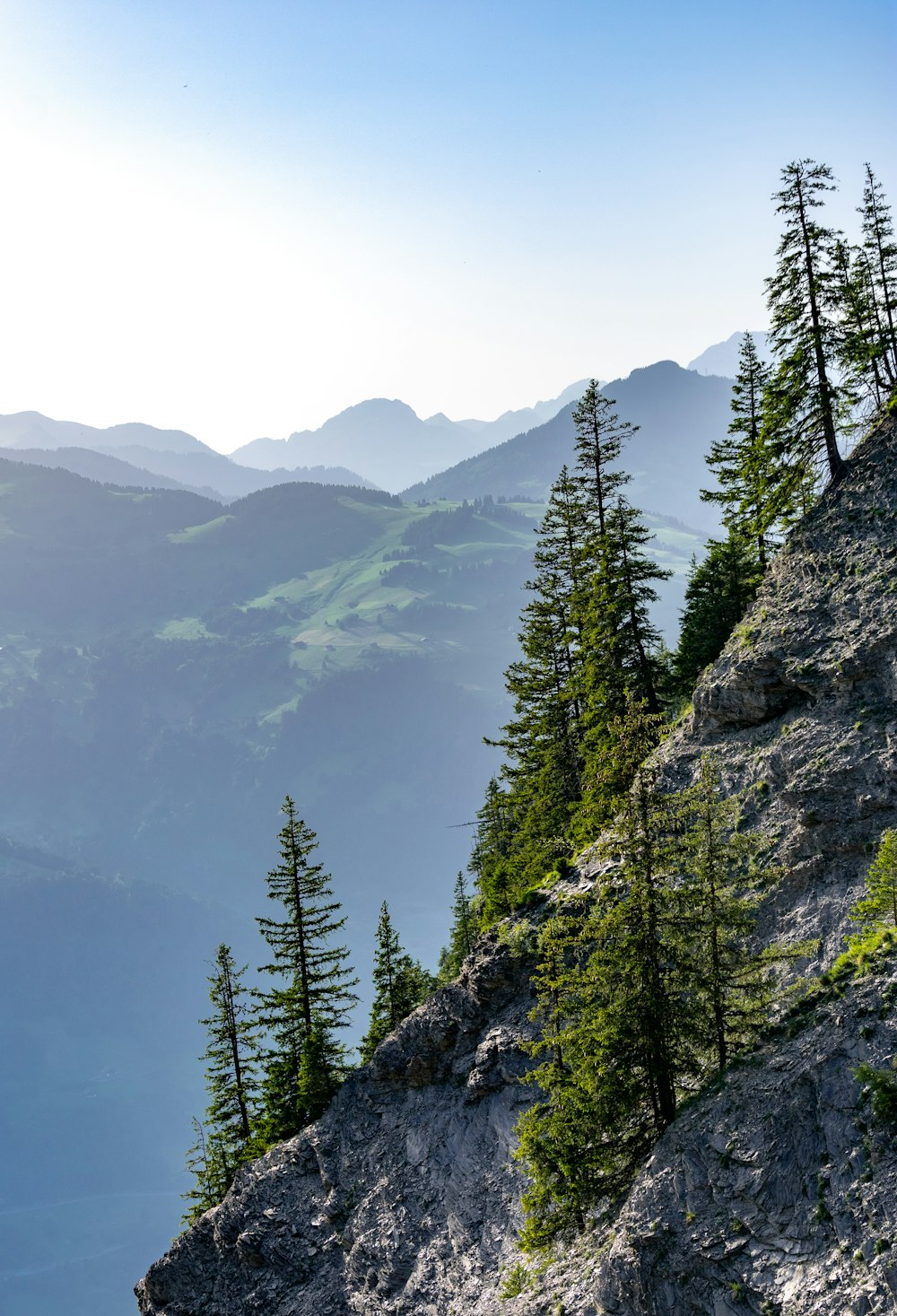 Foto de paisaje de árboles en la ladera de una montaña