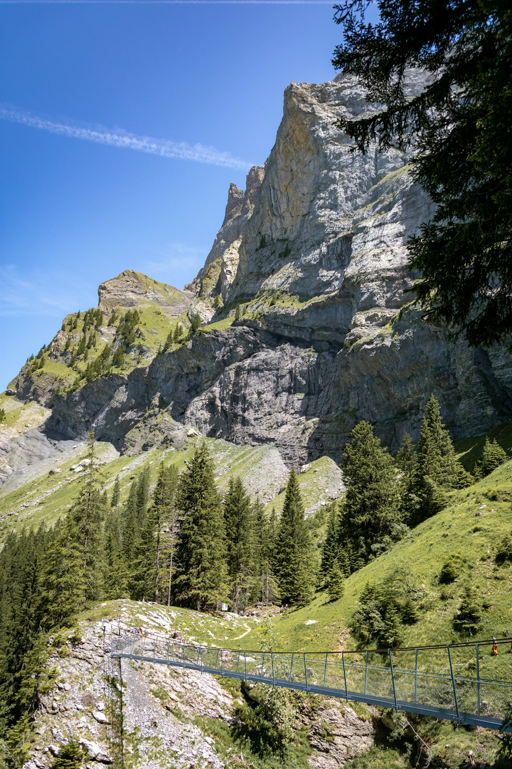 trees near mountain