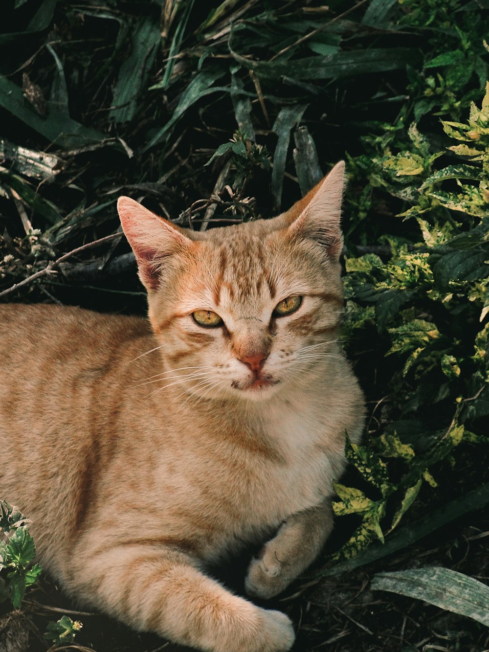 orange tabby cat near plant