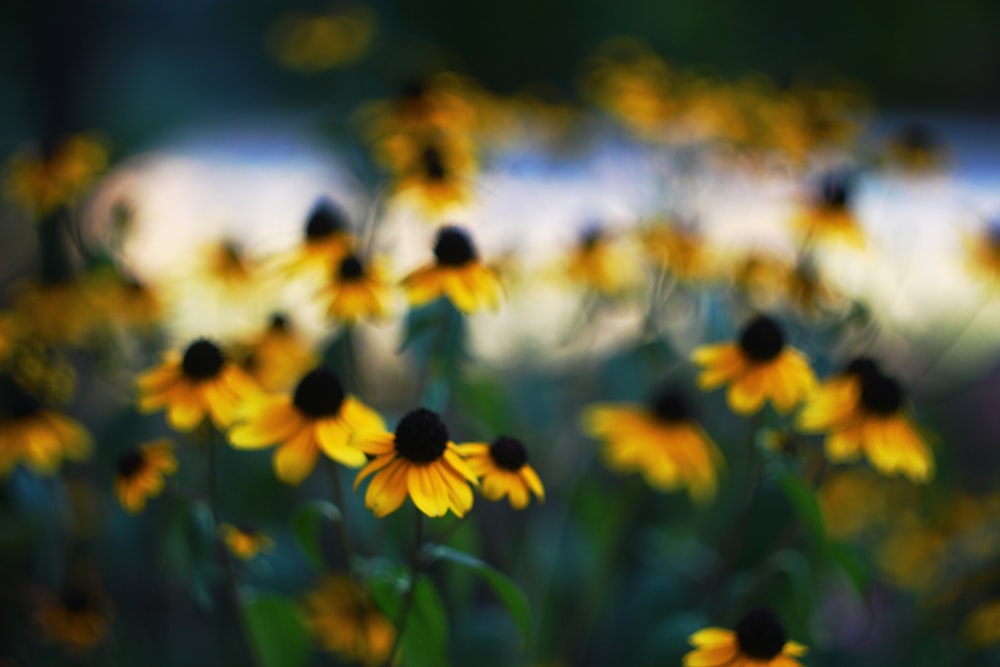 yellow flowers in bloom