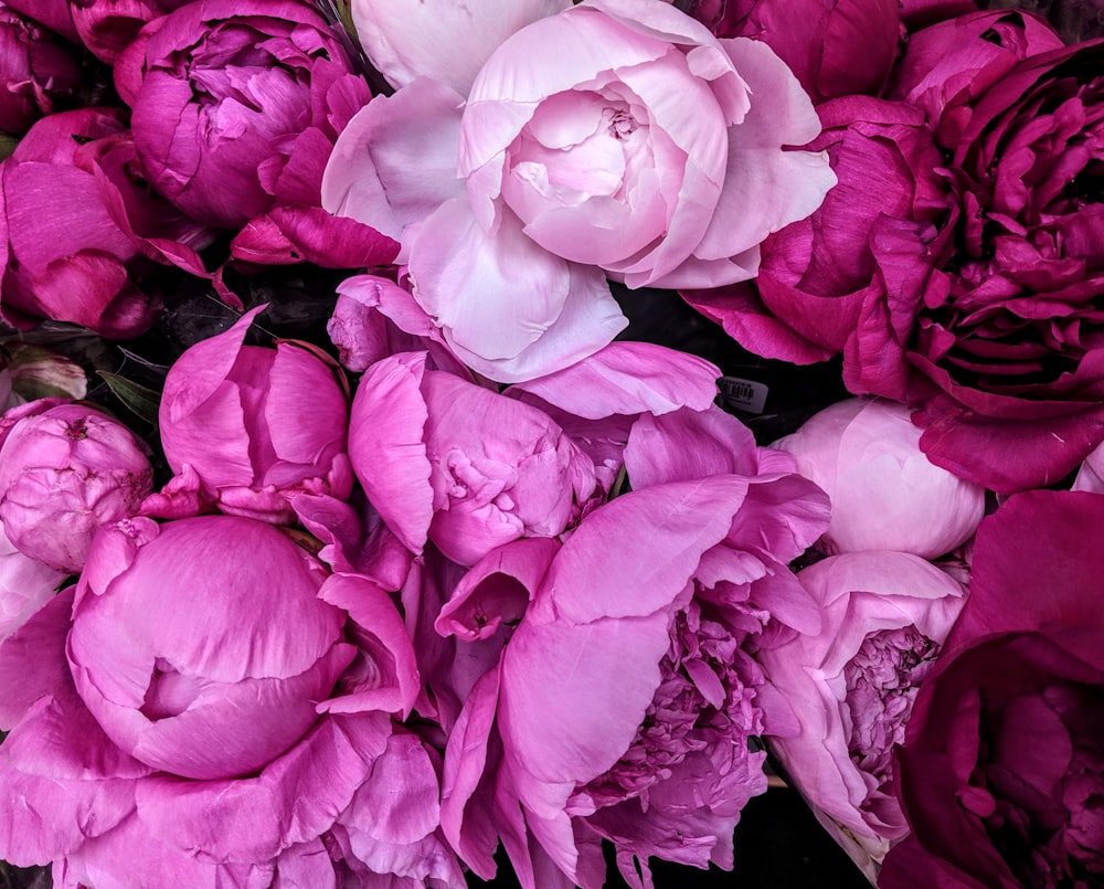 pink petaled flower