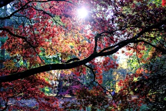 trees under sunlight during daytime