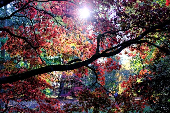 trees under sunlight during daytime