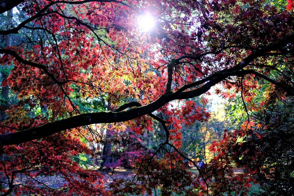 trees under sunlight during daytime